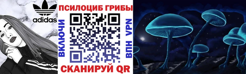 где продают   Новосокольники  Псилоцибиновые грибы Psilocybe 